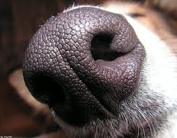 dogs cancer